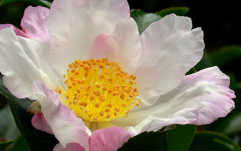  Hana Jiman Camellia Sasanqua - 3 Gallon Pot