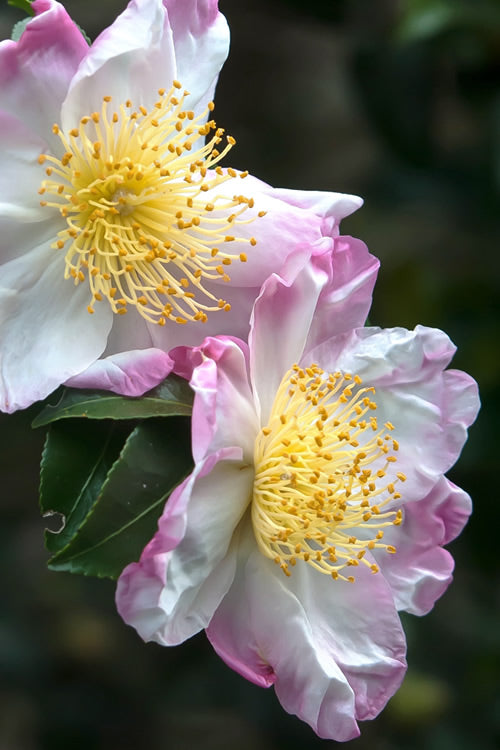  Hana Jiman Camellia Sasanqua - 3 Gallon Pot