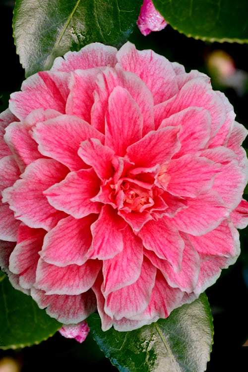  Brilliant Gem Fragrant Camellia Japonica 'Herme' - 3 Gallon Pot