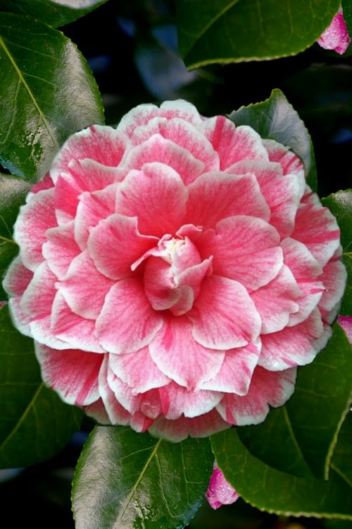  Brilliant Gem Fragrant Camellia Japonica 'Herme' - 1 Gallon Pot
