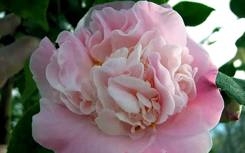  High Fragrance Camellia TREE FORM - 3 Gallon Pot