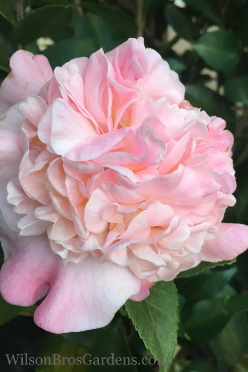  High Fragrance Camellia Hybrid - 3 Gallon Pot