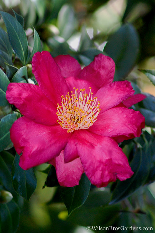 Irihi-no-Umi Dwarf Camellia - 3 Gallon Pot
