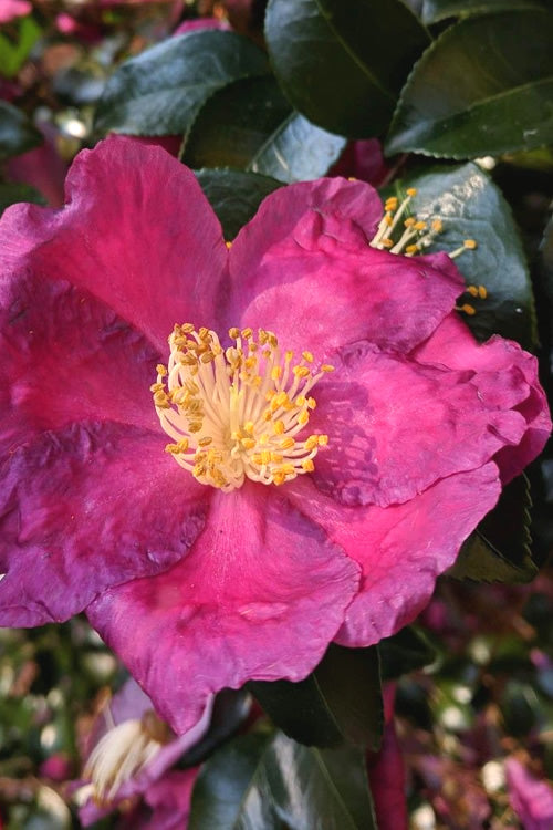  Irihi-no-Umi Dwarf Camellia - 3 Gallon Pot