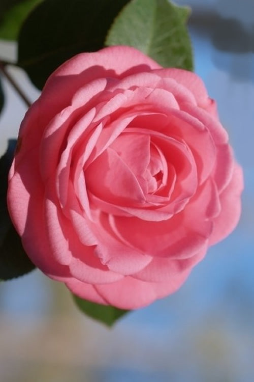  Jerry Hill Pink Camellia - 2.5 Gallon Pot