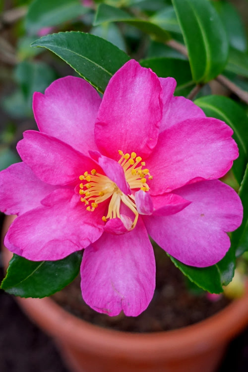  Kanjiro Camellia Sasanqua - 7 Gallon Pot (3-4')