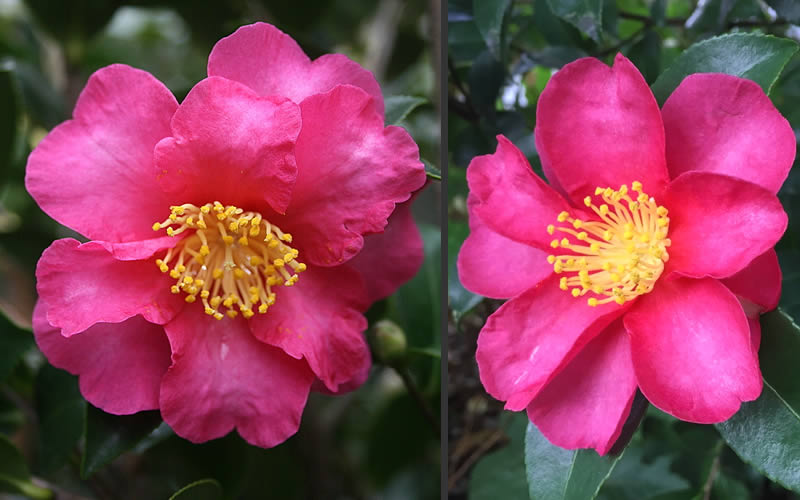  Kanjiro Camellia Sasanqua - 7 Gallon Pot (3-4')