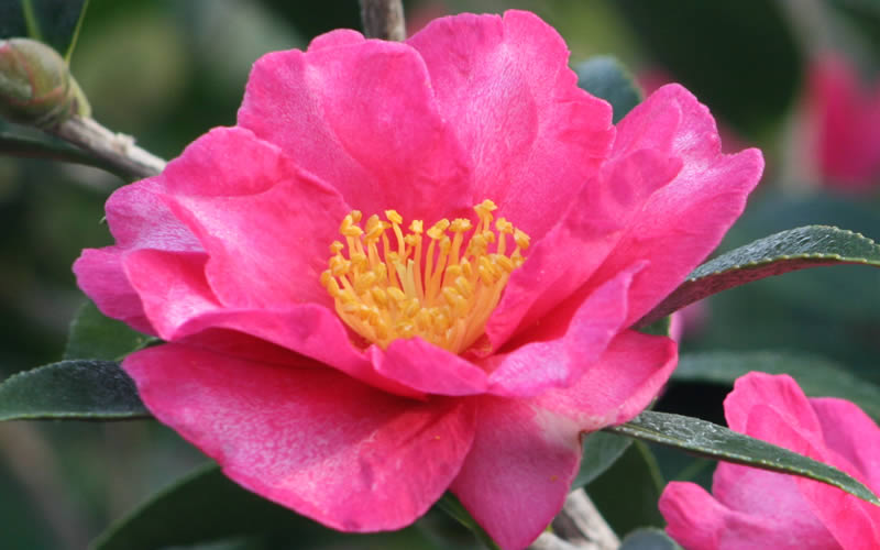  Kanjiro Camellia Sasanqua - 3 Gallon Pot