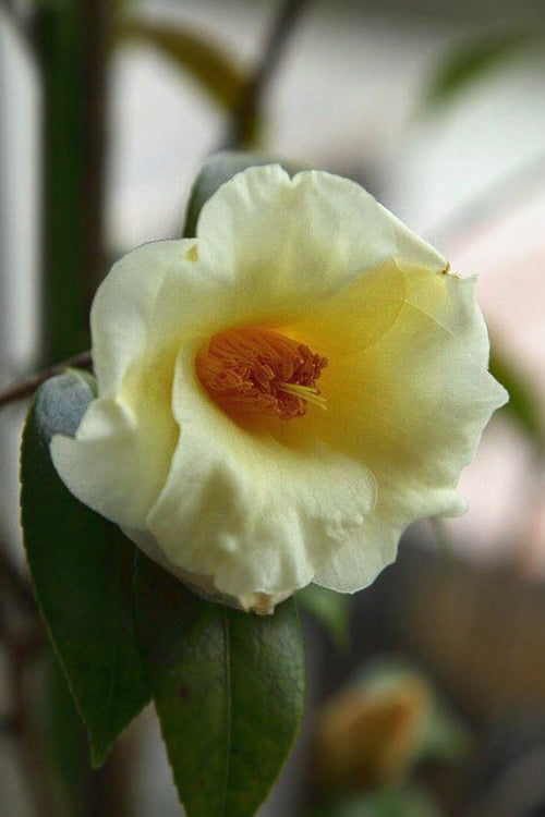  Kicho Yellow Camellia Japonica - 1 Gallon Pot