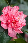  Kick Off Camellia Japonica - 1 Gallon Pot