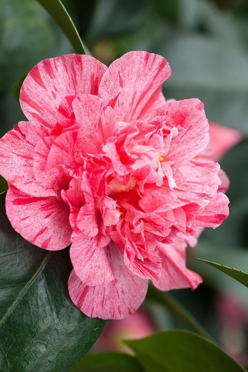  Kick Off Camellia Japonica - 1 Gallon Pot