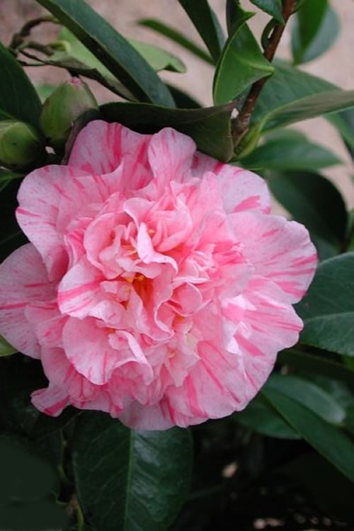  Kick Off Camellia Japonica - 1 Gallon Pot