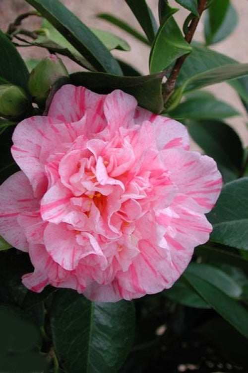  Kick Off Camellia Japonica - 1 Gallon Pot