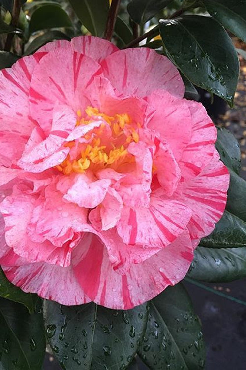  Kick Off Camellia Japonica - 1 Gallon Pot
