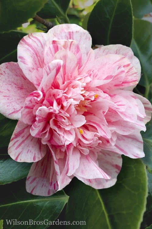  Kick Off Camellia Japonica - 1 Gallon Pot