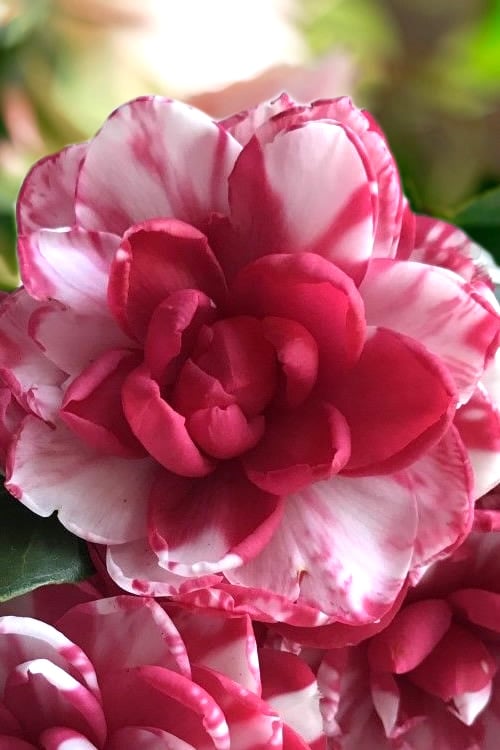  Kiku-Toji Camellia Japonica - 1 Gallon Pot