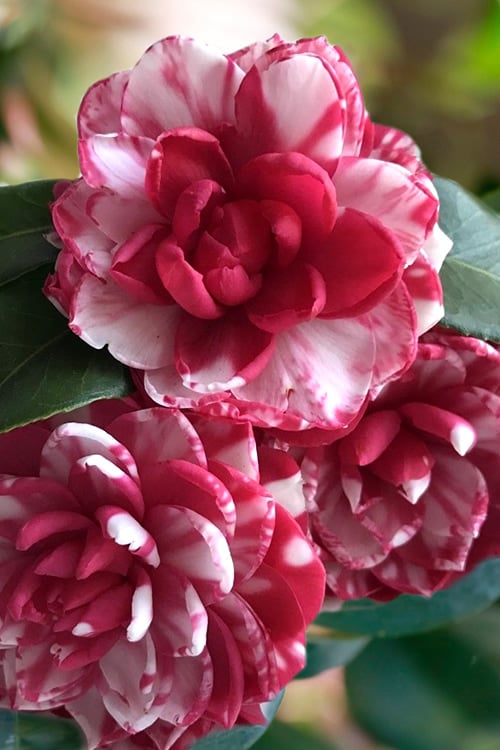  Kiku-Toji Camellia Japonica - 1 Gallon Pot