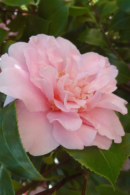  King's Ransom Camellia Japonica - 3 Gallon Pot