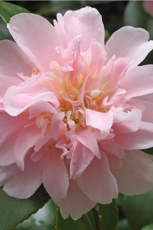  King's Ransom Camellia Japonica - 3 Gallon Pot