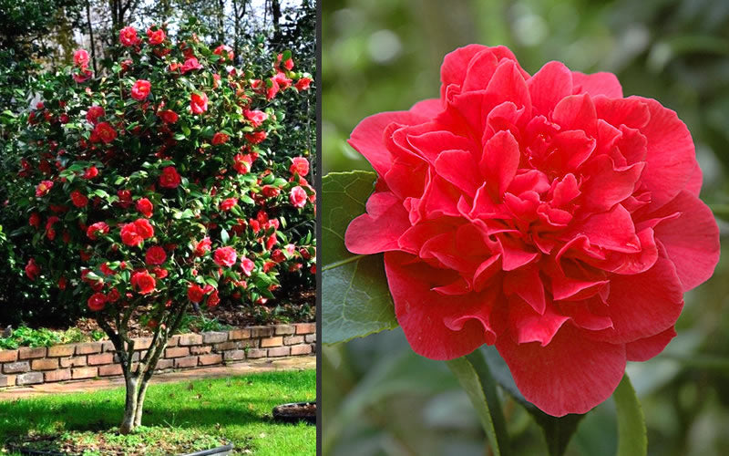  Kramers Supreme Red Double Camellia Japonica - 1 Gallon Pot