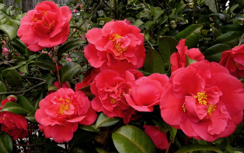  Kramers Supreme Red Double Camellia Japonica - 3 Gallon Pot