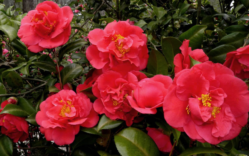  Kramers Supreme Red Double Camellia Japonica - 3 Gallon Pot