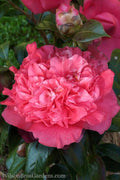  Kumasaka Camellia Japonica - 1 Gallon Pot