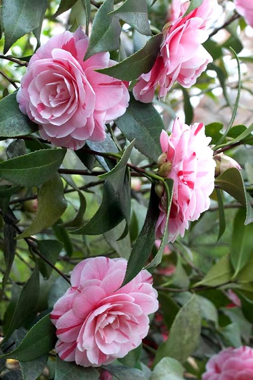  LA Peppermint Camellia Japonica - 3 Gallon Pot