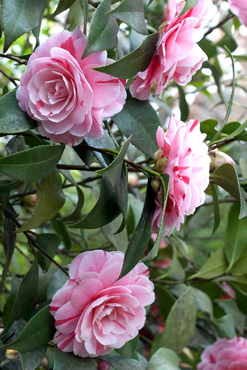  LA Peppermint Camellia Japonica - 1 Gallon Pot