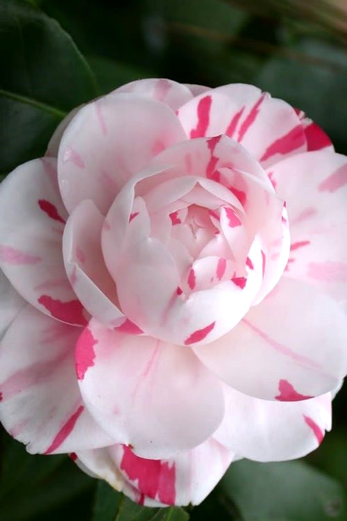  LA Peppermint Camellia Japonica - 1 Gallon Pot