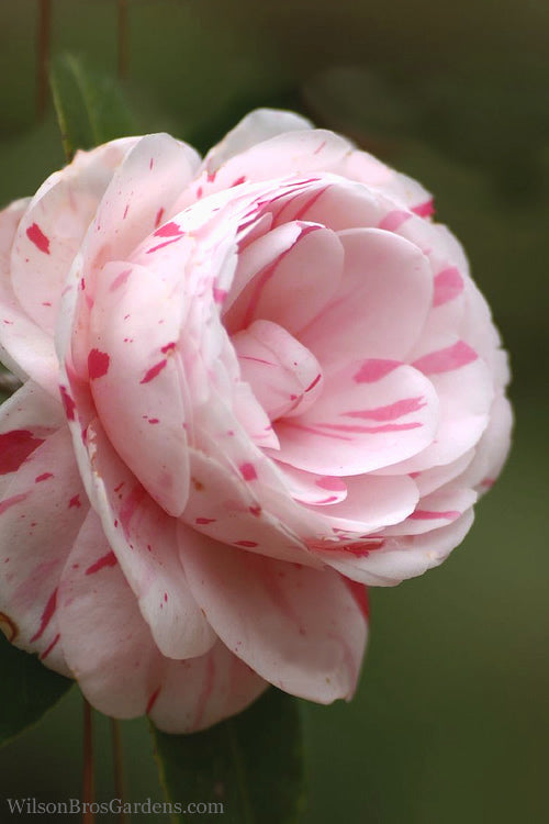  LA Peppermint Camellia Japonica - 1 Gallon Pot