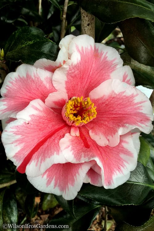  Lady Vansittart Multicolor Camellia Japonica - 6 Pack Of 1 Gallon Pots