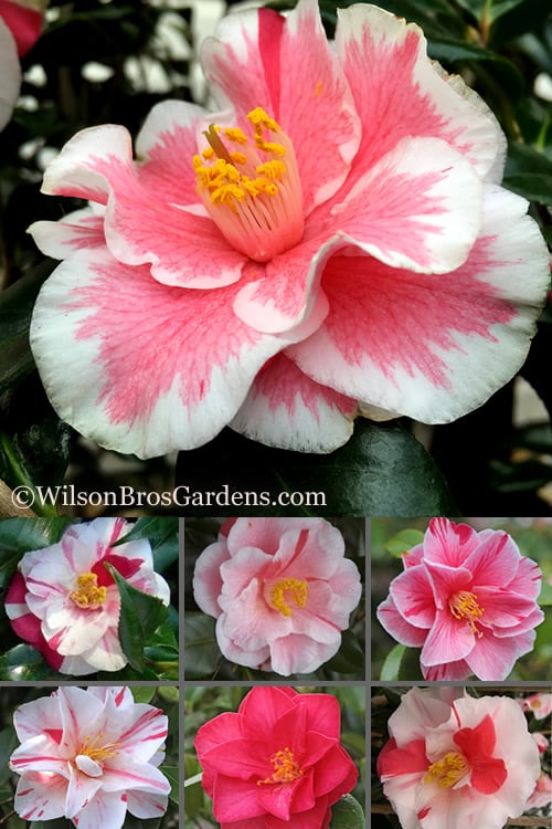  Lady Vansittart Multicolor Camellia Japonica - 6 Pack Of 1 Gallon Pots