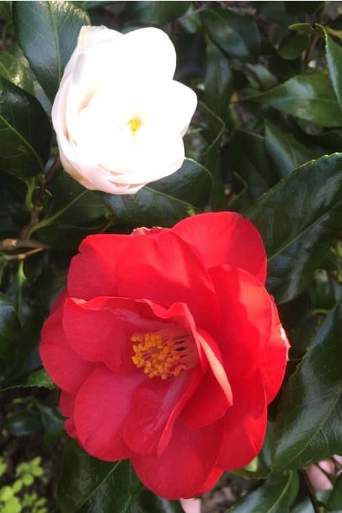  Lady Vansittart Multicolor Camellia Japonica - 2 Gallon Pot