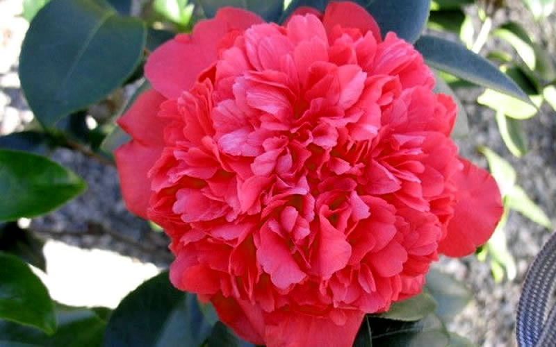  Laura Walker Camellia Japonica - 1 Gallon Pot