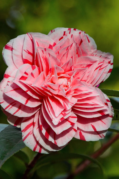  Les Marbury Camellia Japonica - 3 Gallon Pot