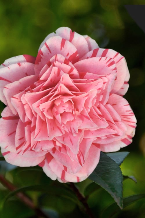  Les Marbury Camellia Japonica - 3 Gallon Pot