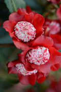  Lipstick Red Camellia Japonica - 3 Gallon Pot