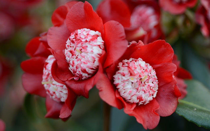  Lipstick Red Camellia Japonica - 3 Gallon Pot