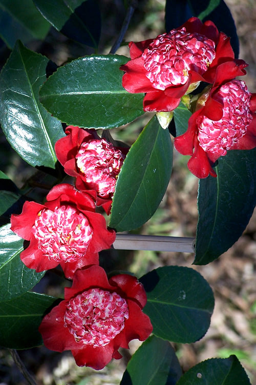  Lipstick Red Camellia Japonica - 3 Gallon Pot