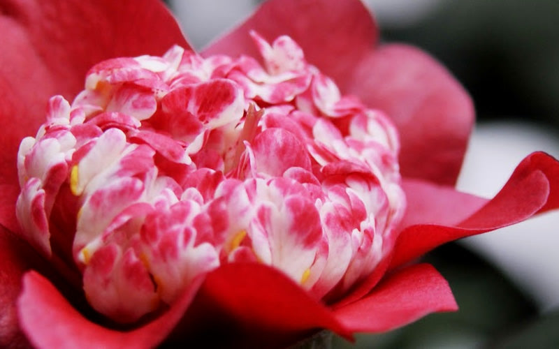  Lipstick Red Camellia Japonica - 3 Gallon Pot