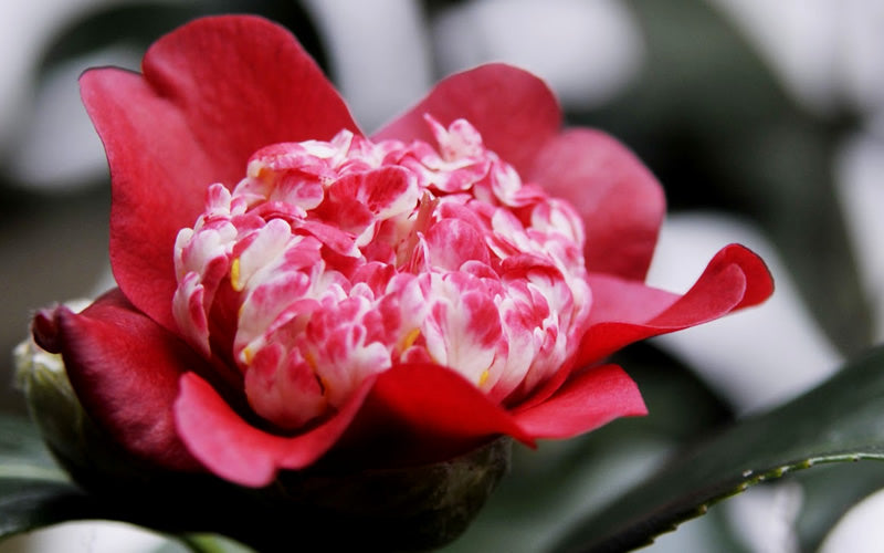  Lipstick Red Camellia Japonica - 3 Gallon Pot