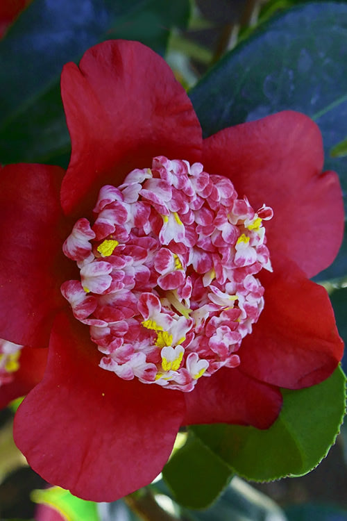  Lipstick Red Camellia Japonica - 3 Gallon Pot