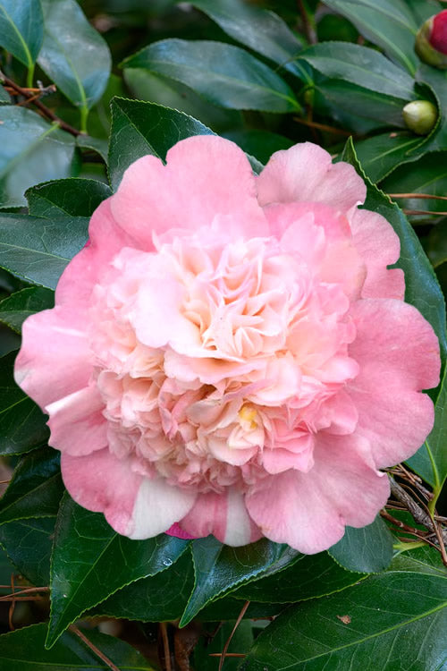 Look Again Camellia Japonica - 3 Gallon Pot