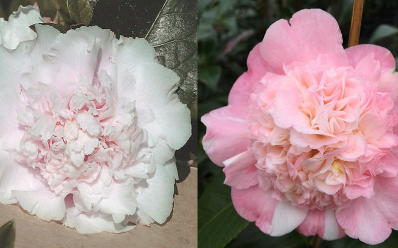  Look Again Camellia Japonica - 1 Gallon Pot