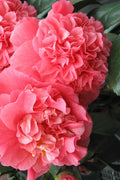  Maidens Of Great Promise Camellia - Japonica - 3 Gallon Pot