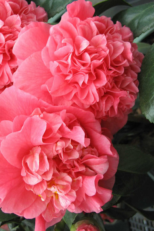  Maidens Of Great Promise Camellia - Japonica - 3 Gallon Pot
