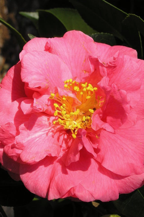  Maidens Of Great Promise Camellia - Japonica - 3 Gallon Pot