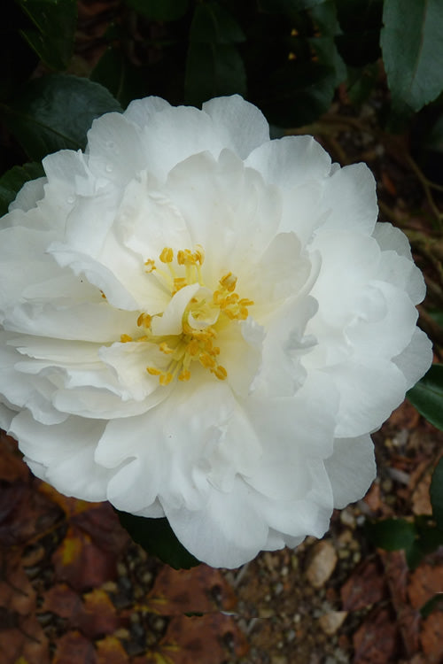  Mine No Yuki Camellia Sasanqua - 1 Gallon Pot