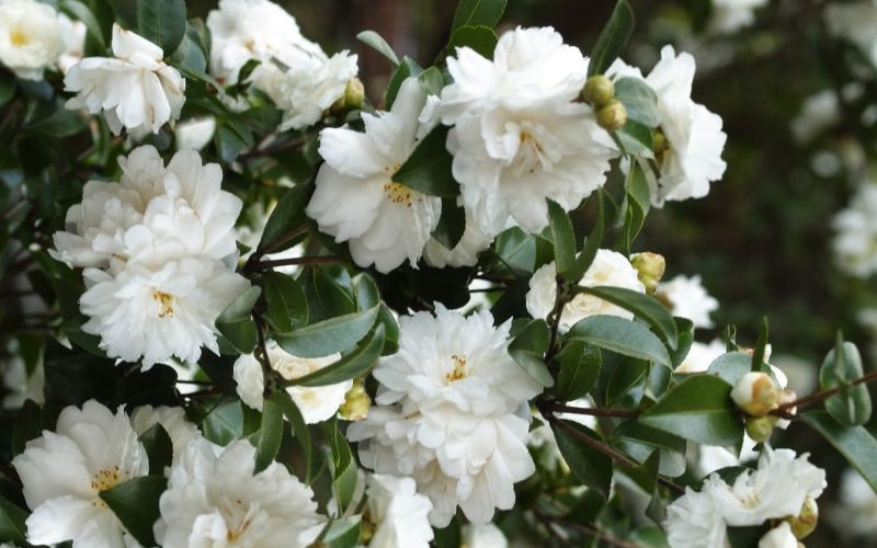  Mine No Yuki Camellia Sasanqua - 3 Gallon Pot